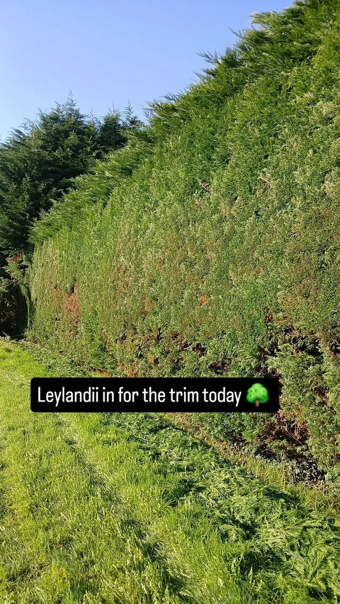 Garden maintenance - Image 4