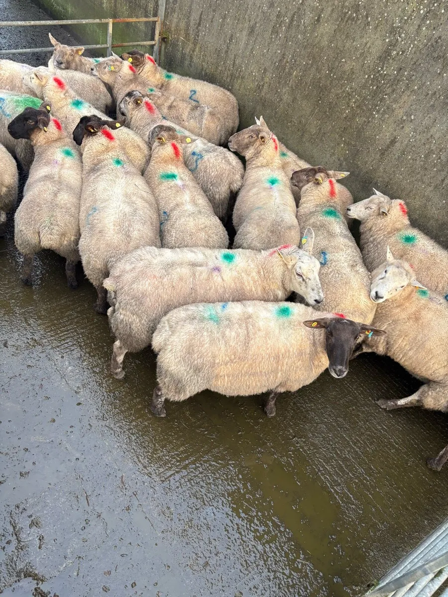20 in lamb ewes - Image 1