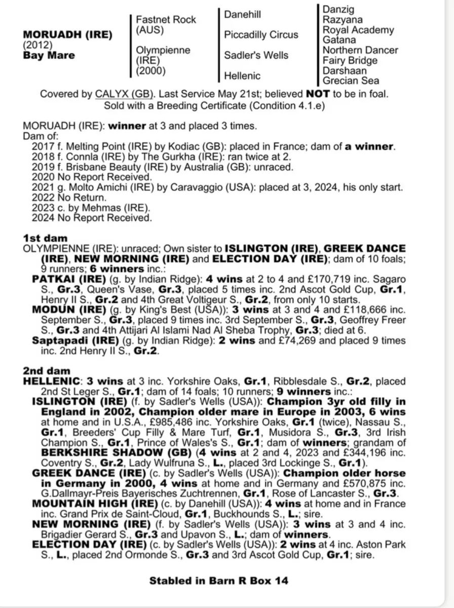 Fastnet rock broodmare - Image 4