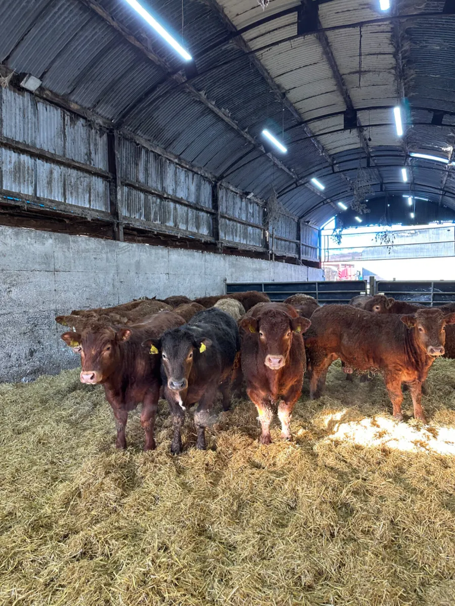 U and E grade bullocks - Image 4