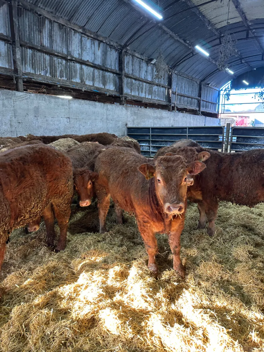 U and E grade bullocks - Image 1