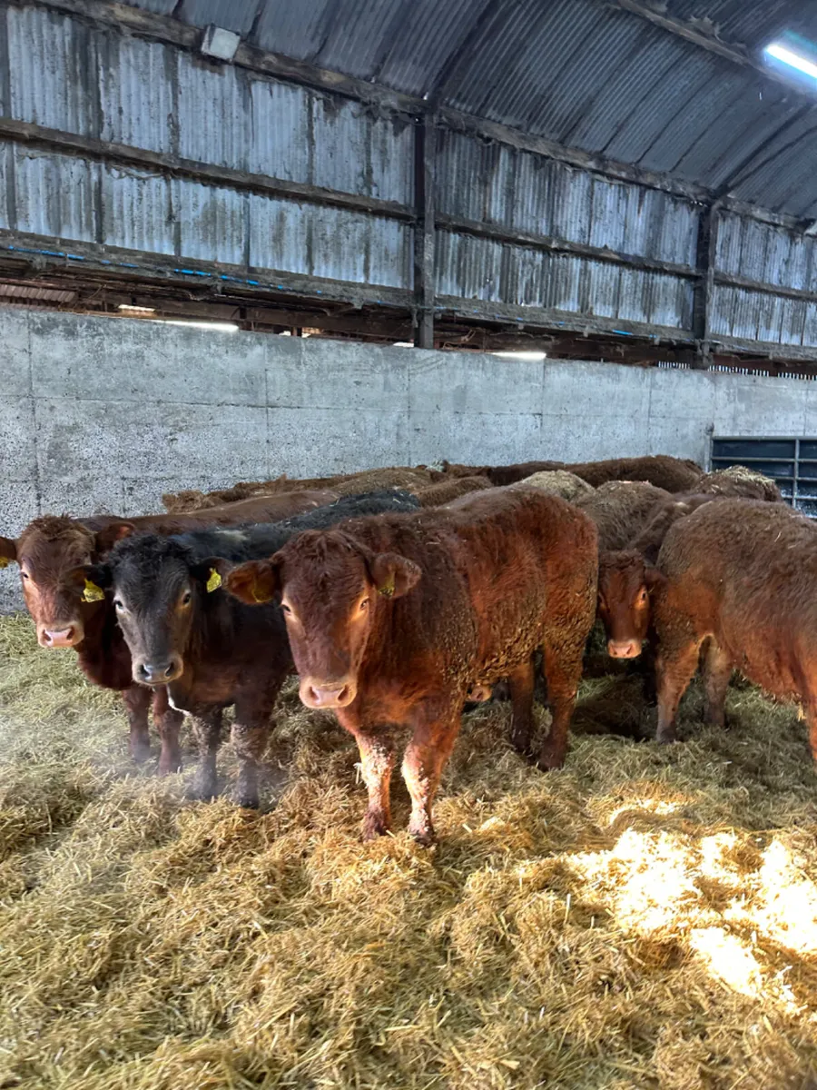 U and E grade bullocks - Image 2