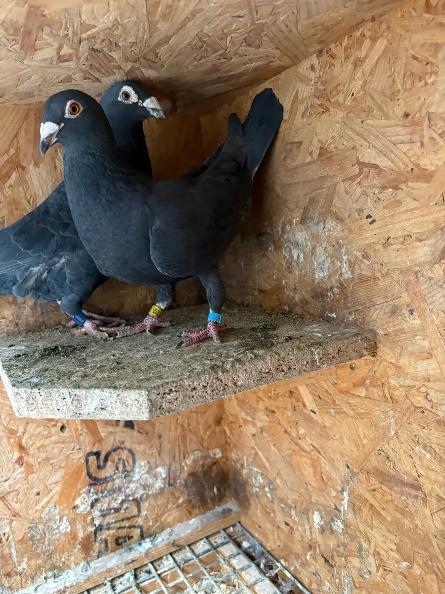 Black  racing pigeons - Image 3