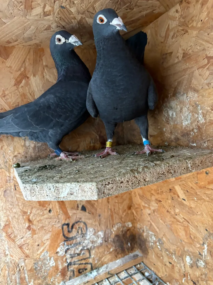 Black  racing pigeons - Image 1