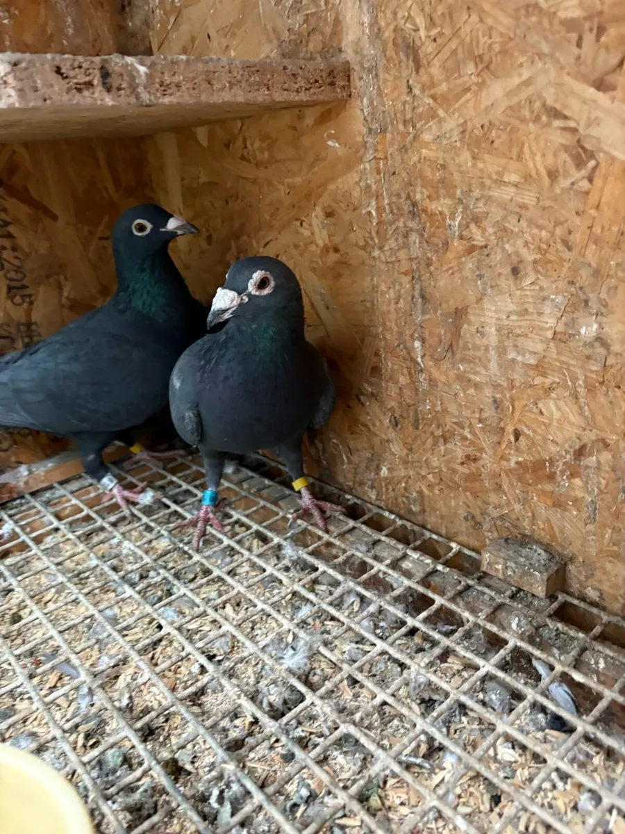 Black  racing pigeons - Image 4
