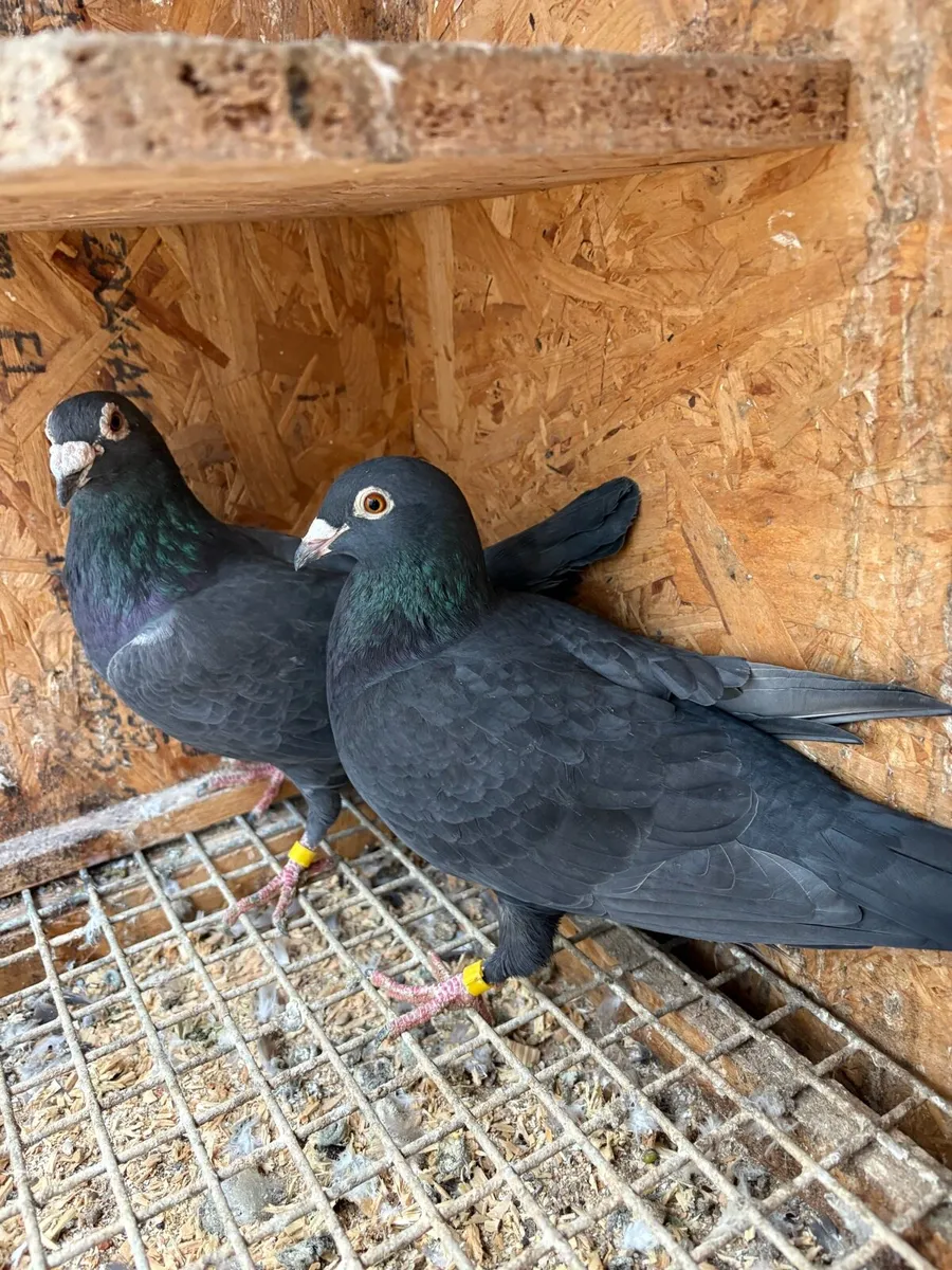 Black  racing pigeons - Image 2