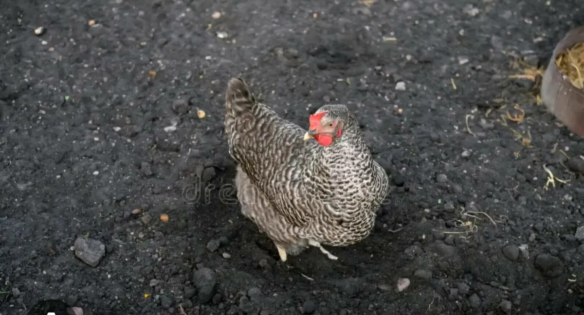 2 X Speckled Hens Free