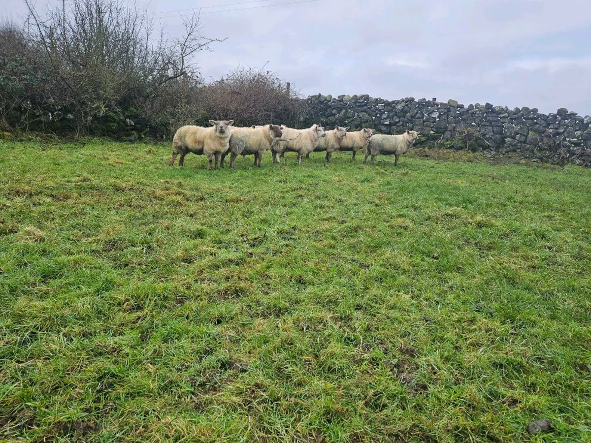 Ewe lambs - Image 3
