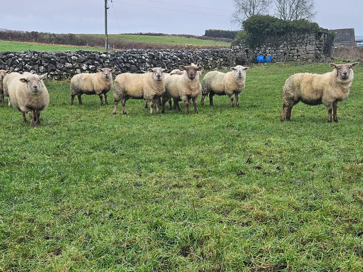 Ewe lambs - Image 1