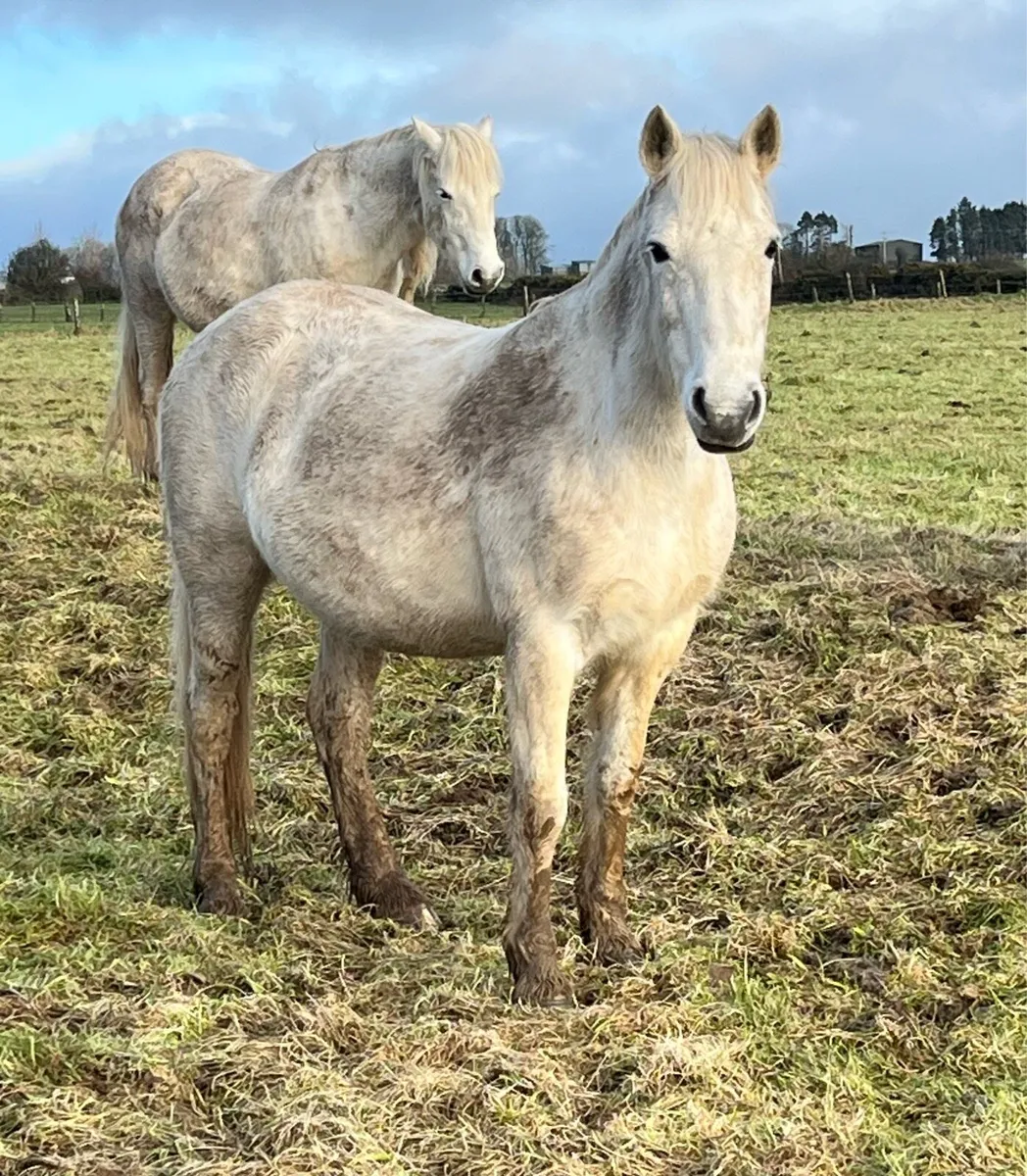 Class One Connemara Mare - In Foal - Image 1
