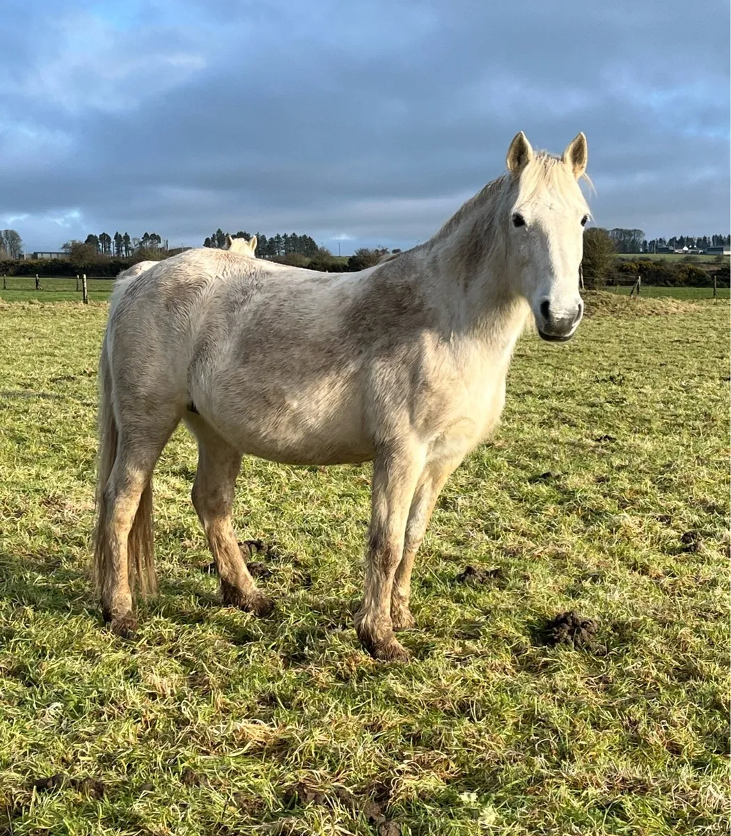 Class One Connemara Mare - In Foal - Image 3