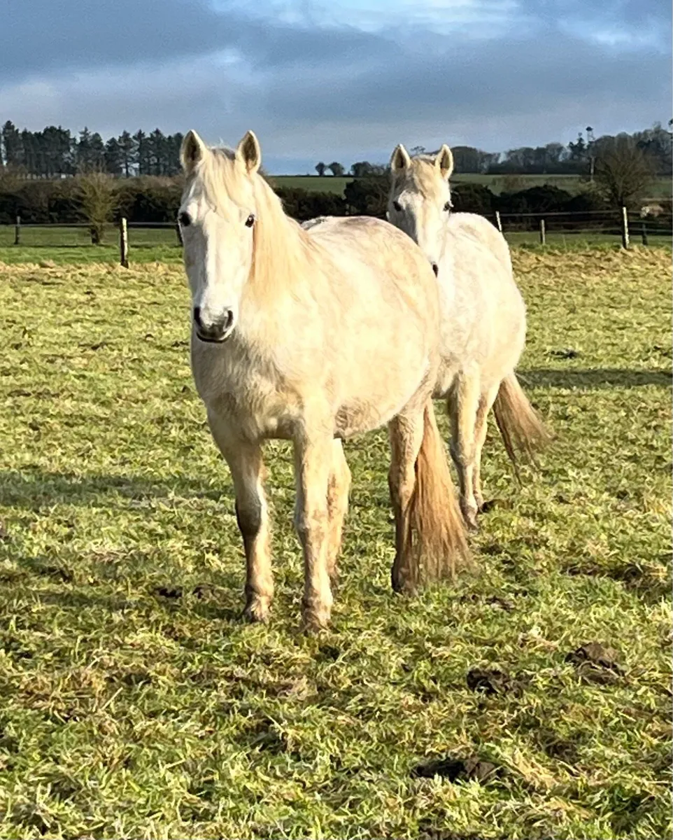 Class One Connemara Mare - In Foal - Image 2