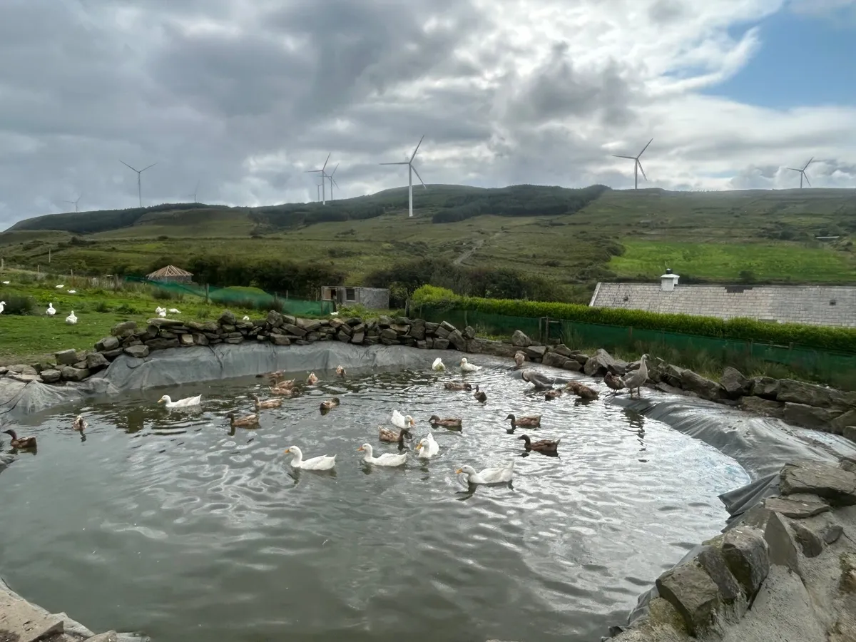 Large Aylesbury Drakes/male ducks - Image 1