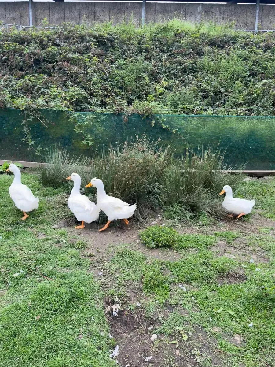 Large Aylesbury Drakes/male ducks - Image 2