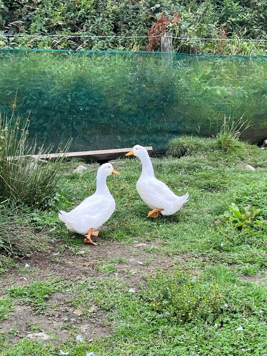 Large Aylesbury Drakes/male ducks - Image 3