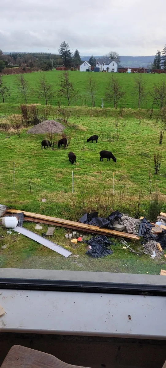 Soay sheep - Image 4