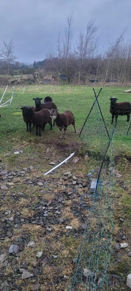 Soay sheep - Image 3