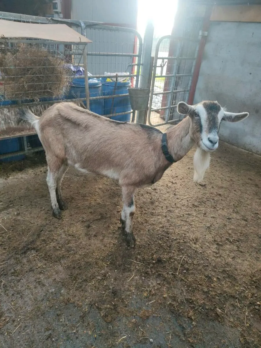 Goat - Image 1