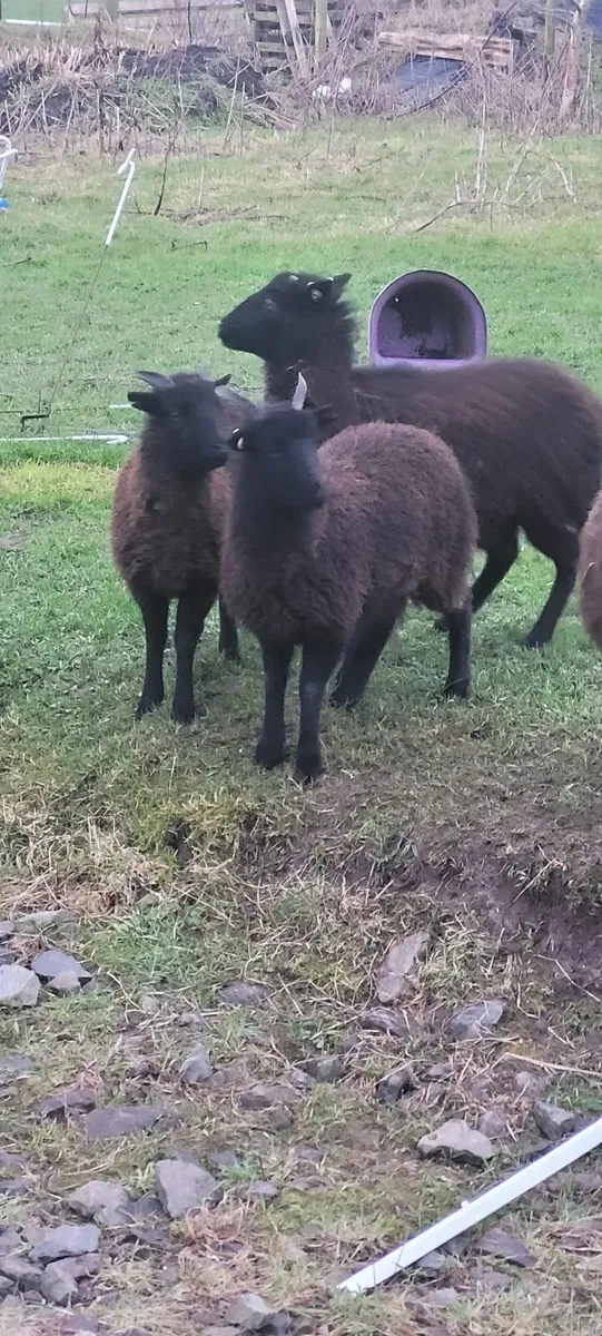 Soay sheep - Image 1