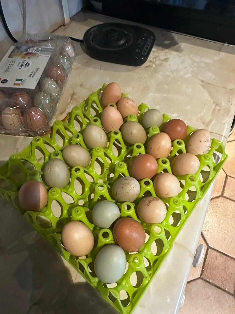 Hatching eggs WEST CORK - Image 1