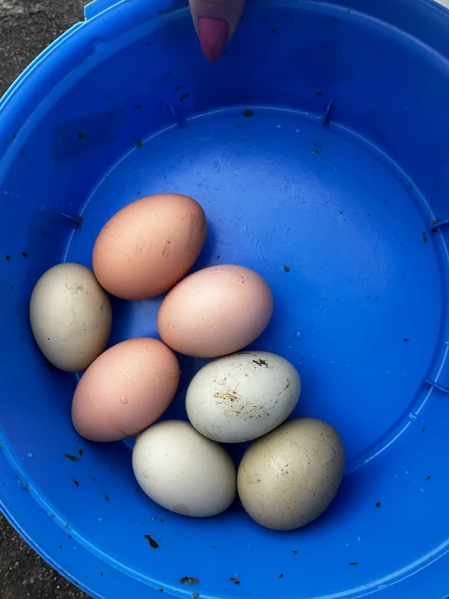 Hatching eggs WEST CORK - Image 3