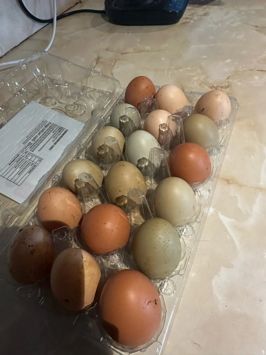 Hatching eggs WEST CORK - Image 2