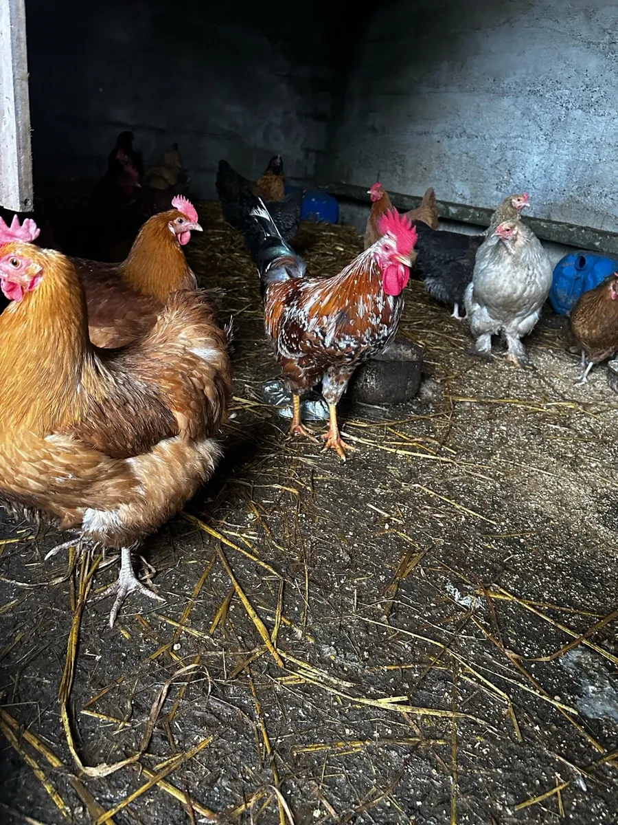 Hatching eggs WEST CORK - Image 4