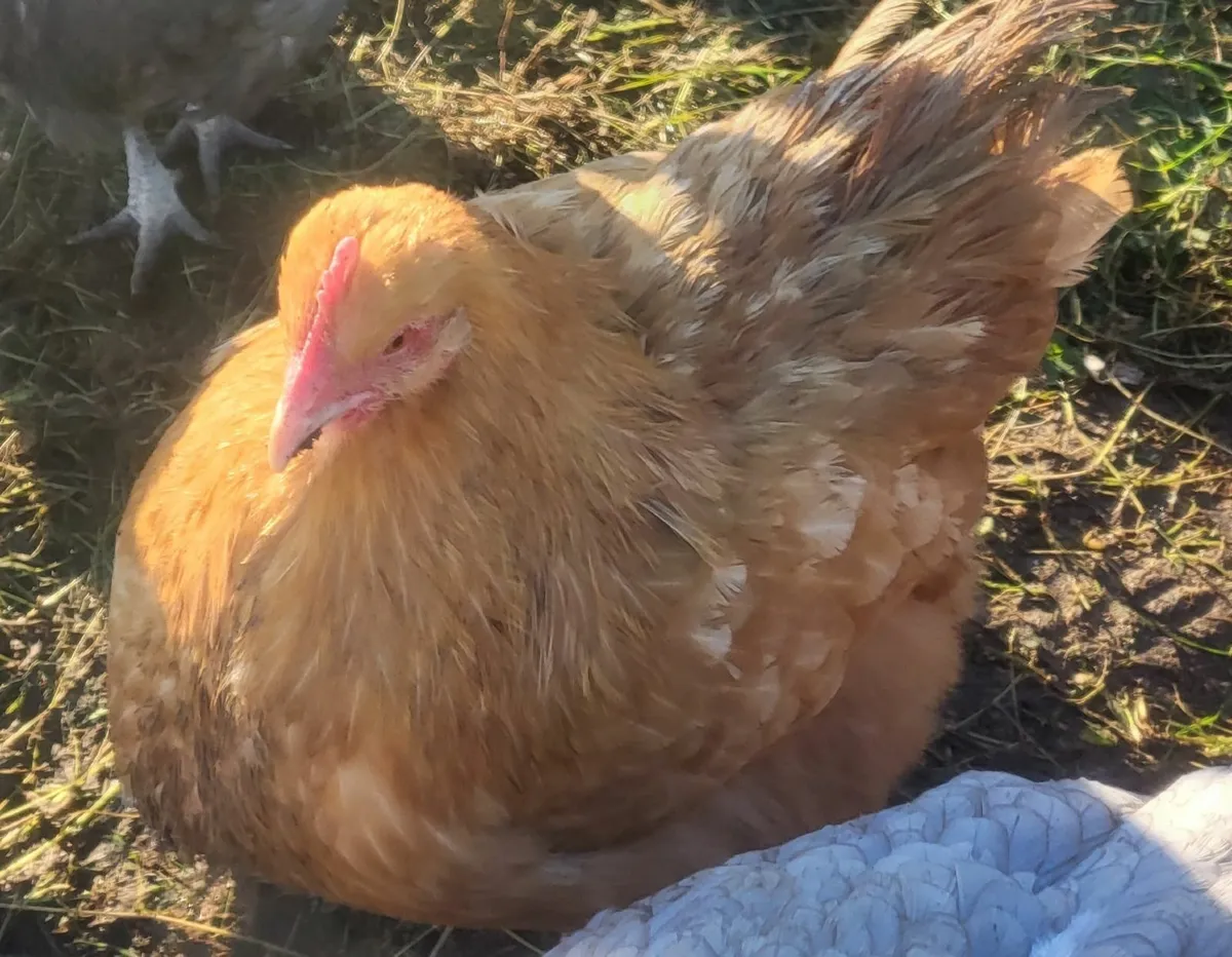 Heat plate and poultry - Image 3