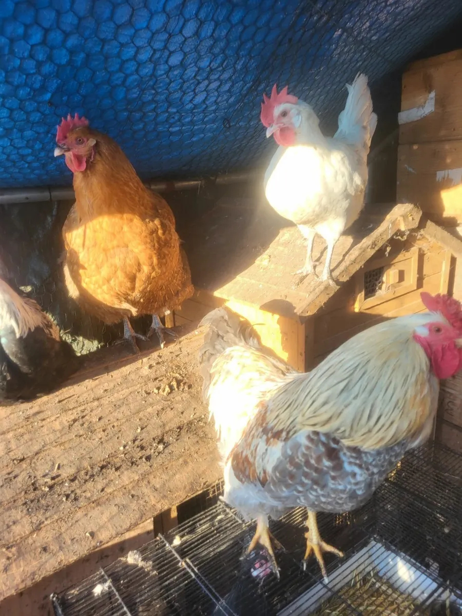 Heat plate and poultry - Image 4