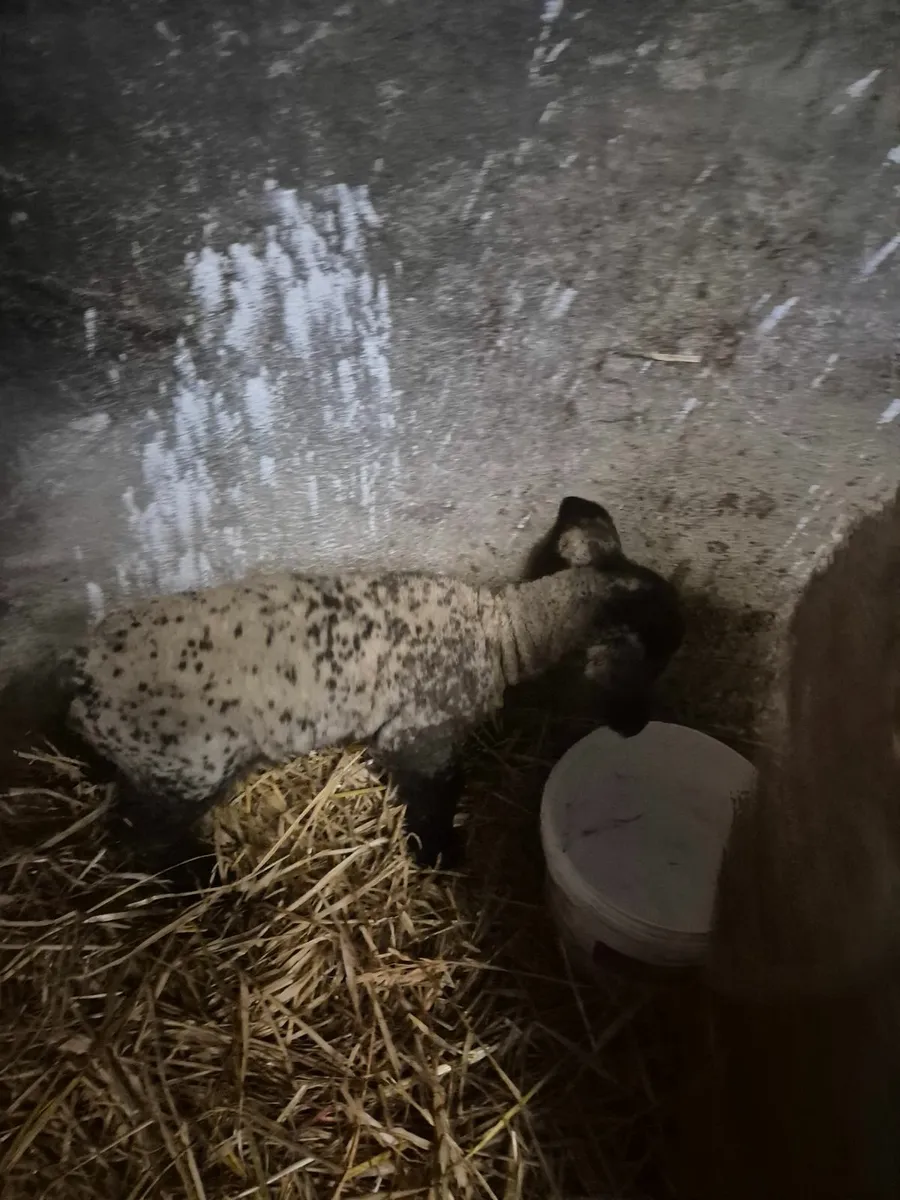 Lamb - newborn - Image 2