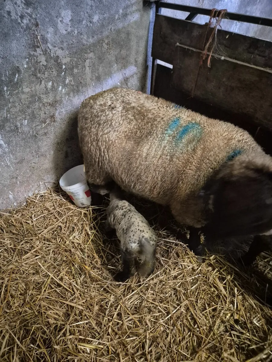 Lamb - newborn - Image 1