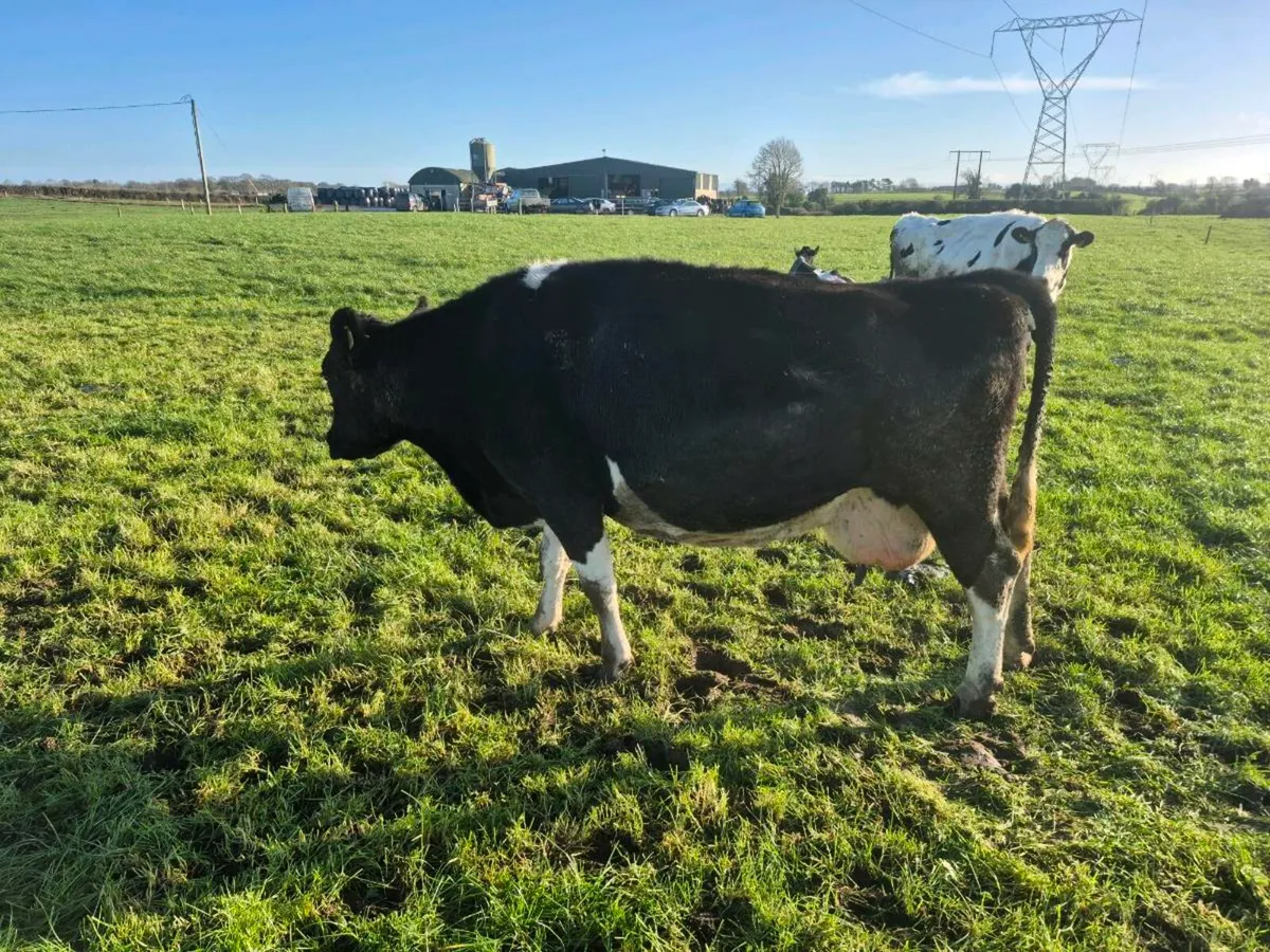 Dairy Cow for sale - Image 2