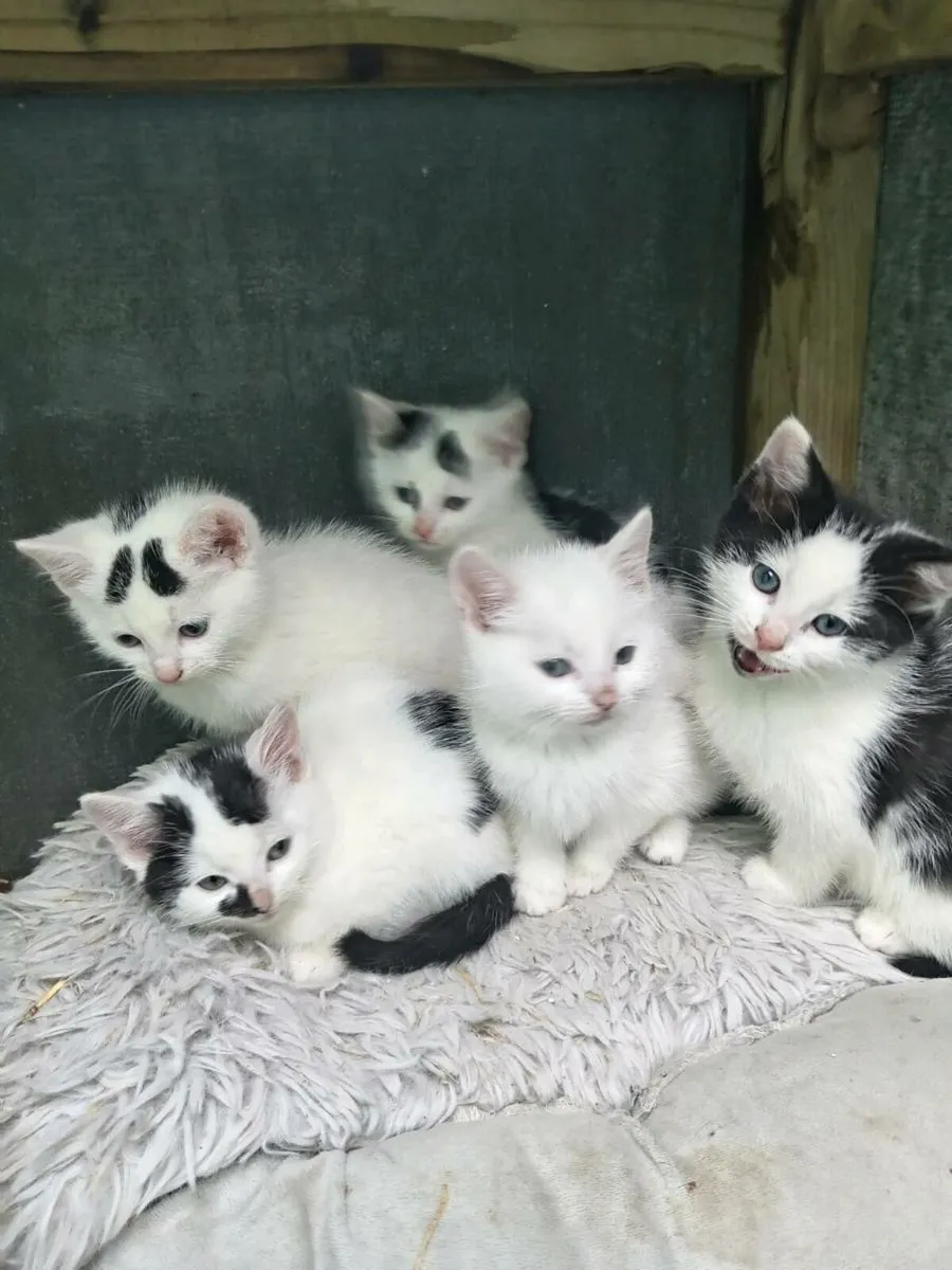 Kittens - Image 1