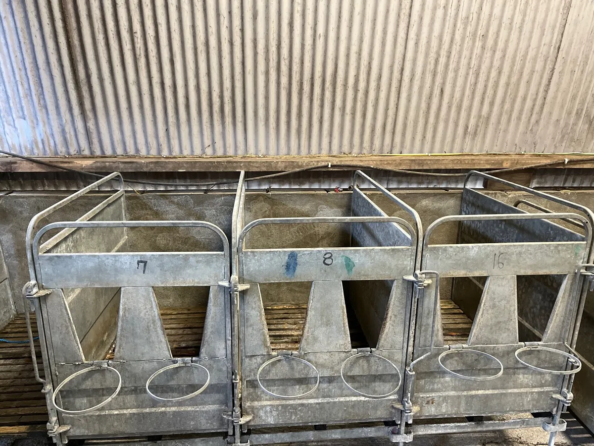Calf pens