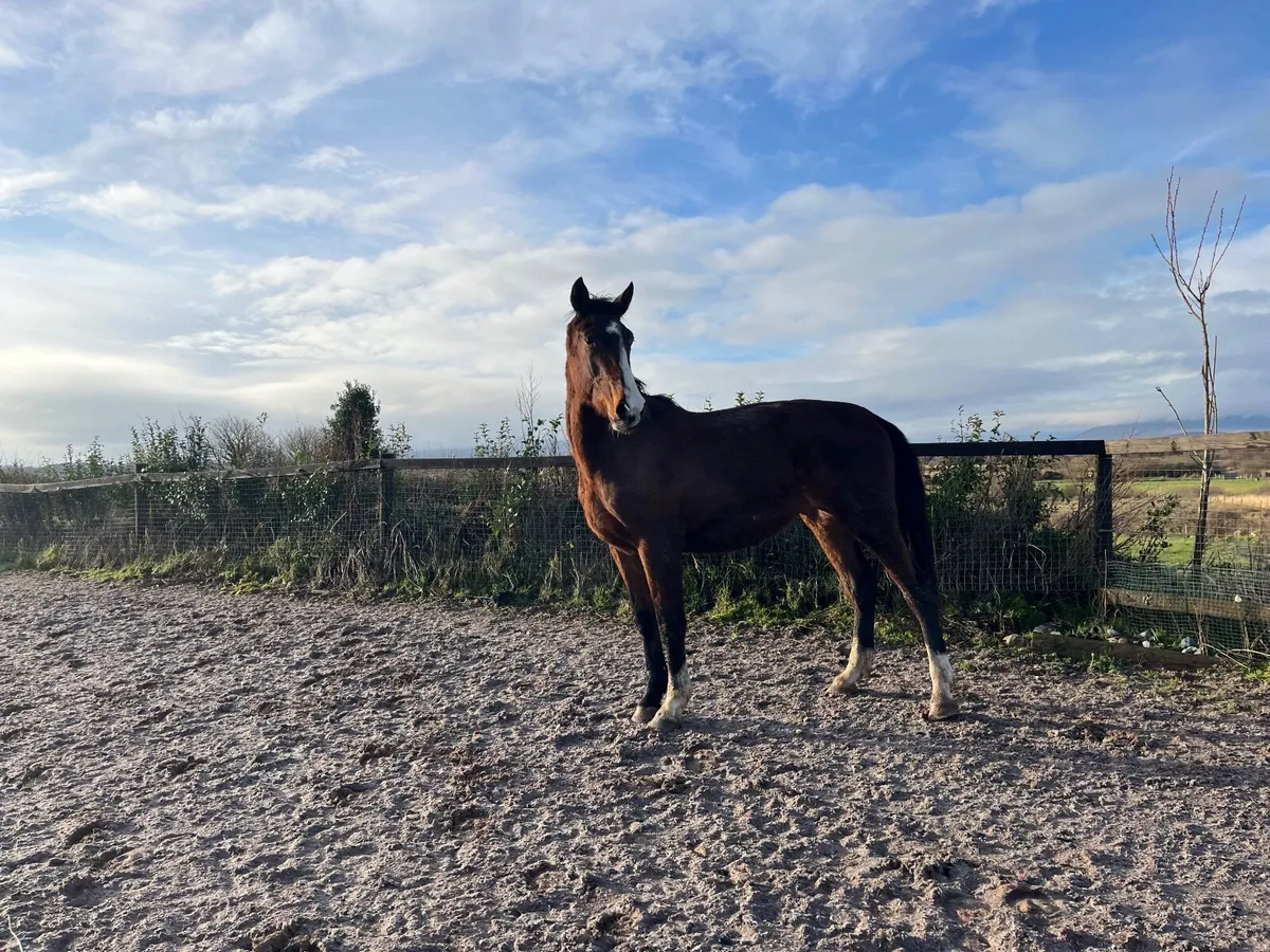 AVOS JORDON Z 3YO GELDING - Image 2