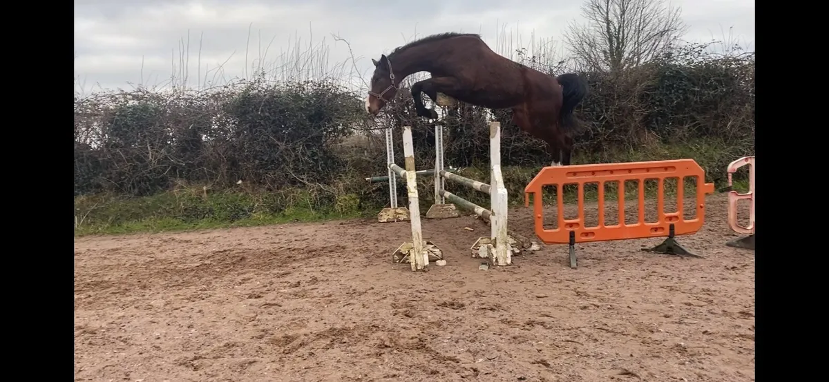 AVOS JORDON Z 3YO GELDING - Image 1