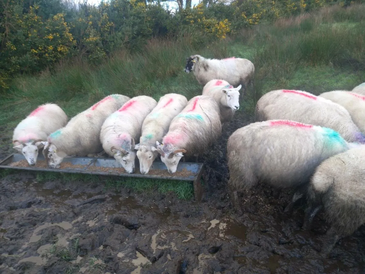 Inlamb ewes. - Image 2