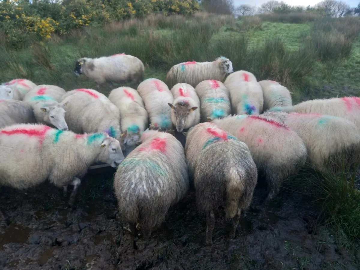 Inlamb ewes. - Image 1