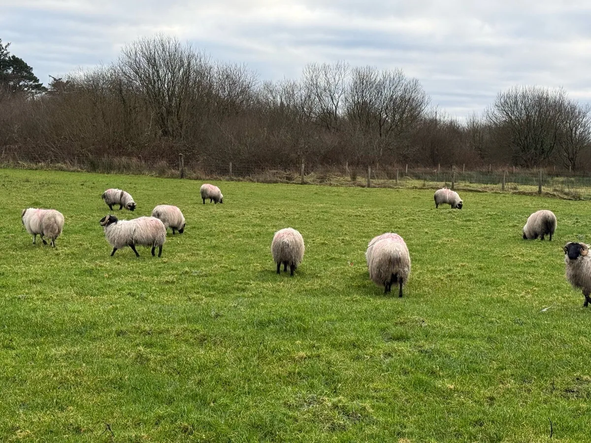 26 blackheads horney ram lambs - Image 1