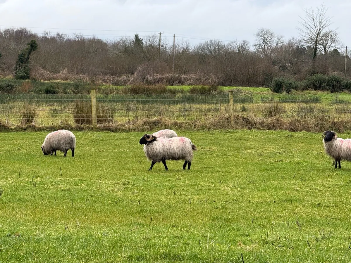 26 blackheads horney ram lambs - Image 2