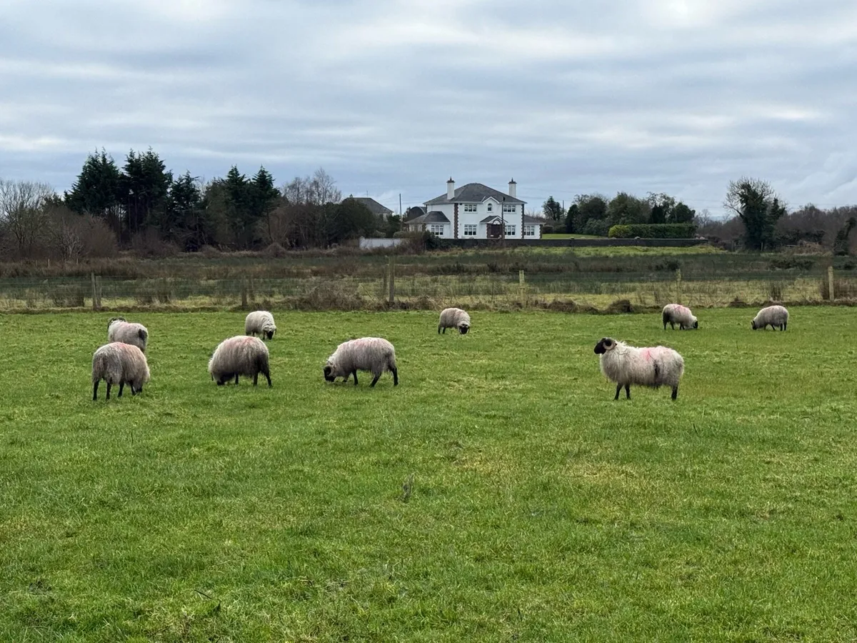 26 blackheads horney ram lambs - Image 4