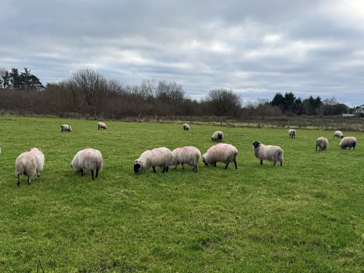 26 blackheads horney ram lambs - Image 3