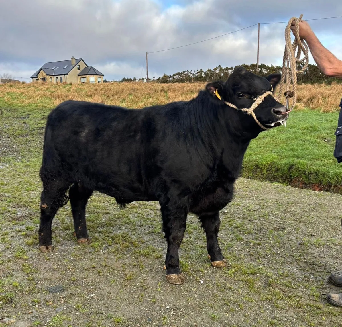Aberdeen Angus Bull - Image 1