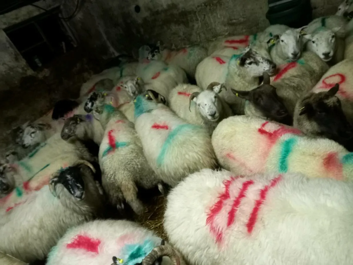 Inlamb ewes. - Image 4