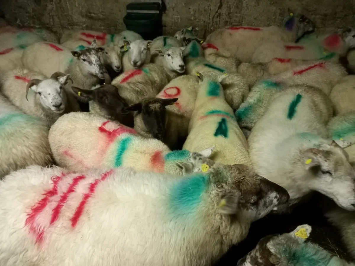 Inlamb ewes. - Image 3