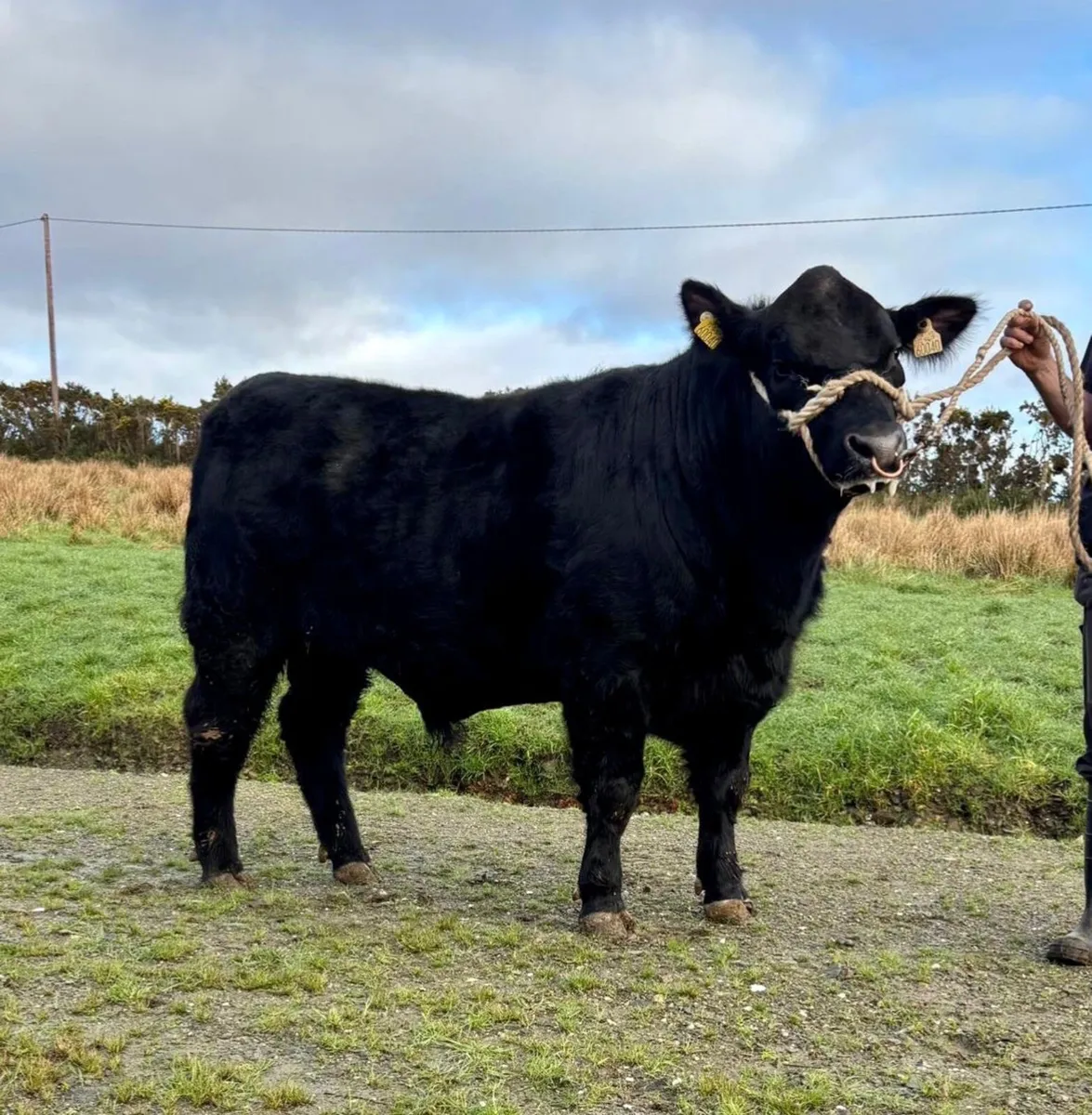 Aberdeen Angus Bull - Image 2