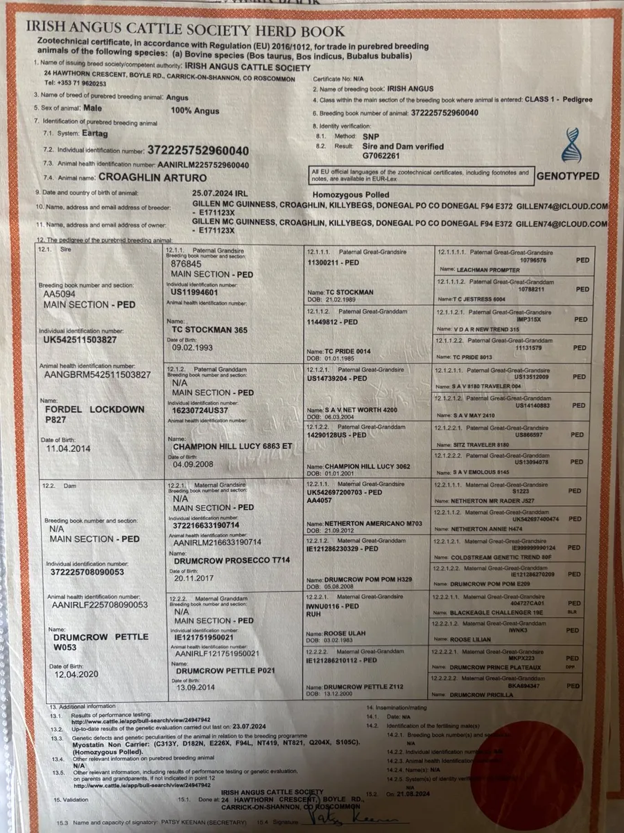 Aberdeen Angus Bull - Image 3