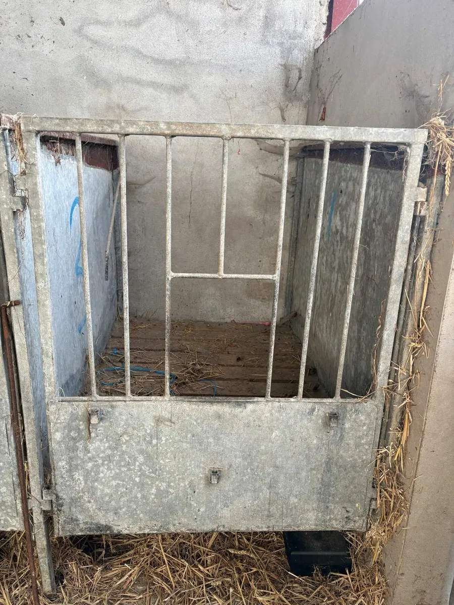 Calf pens - Image 1