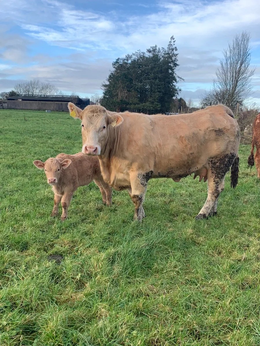 2 Super first calved cows with bull calfs at foot - Image 4