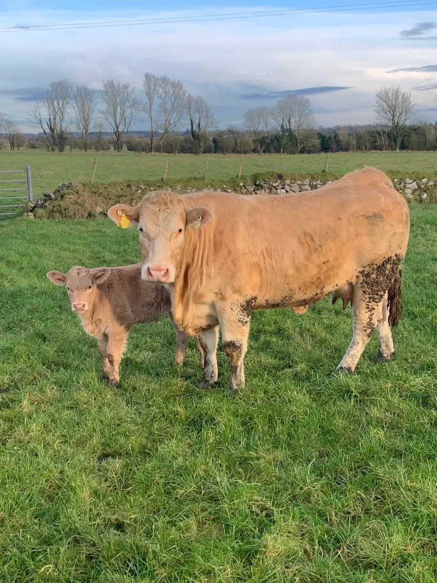 2 Super first calved cows with bull calfs at foot - Image 2